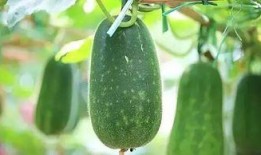 库库吃瓜,揭秘娱乐圈的甜蜜与苦涩