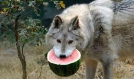 红狼吃瓜,揭秘娱乐圈背后的秘密与真相