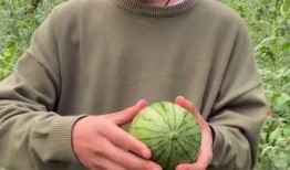 手剥瓜吃皮,品味自然之美