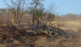 大型吃瓜现场后续,揭秘幕后真相，事件反转再引热议