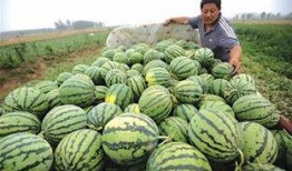 网络新闻吃瓜,揭秘幕后真相与娱乐效应