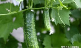 互推吃瓜,揭秘娱乐圈背后的秘密与八卦