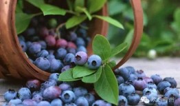 青州城西吃瓜,夏日消暑美食之旅