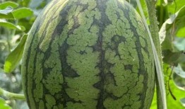 藤可以吃的瓜,探寻可食用的瓜类宝藏