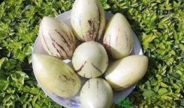 吃茄瓜的危害,揭秘食用不当的潜在风险