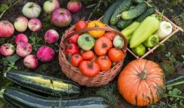 书明在朝堂吃瓜,书明吃瓜记