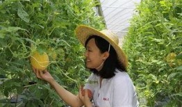 青州城西吃瓜,夏日消暑美食之旅