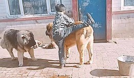 狗吃瓜 愣住,意外瞬间捕捉萌宠瞬间