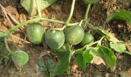 浆瓜怎么吃,探索美味与营养的完美融合