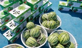 宁波象山吃瓜,宁波象山特色美食之旅