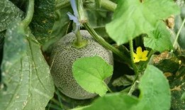 藤可以吃的瓜,探寻可食用的瓜类宝藏