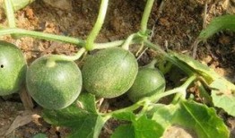 马泡瓜怎样吃,解锁美味新体验