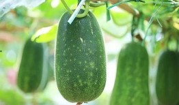 吃四瓜和五瓜,夏日消暑新主张