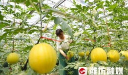 潍坊楼顶吃瓜,夏日里的独特风景线