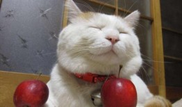 吃瓜遇到猫,温馨瞬间定格