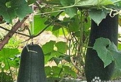 吃瓜泻火,夏日养生新风尚