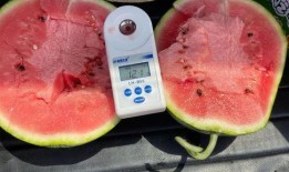 吃瓜网爆门,揭秘背后真相与影响