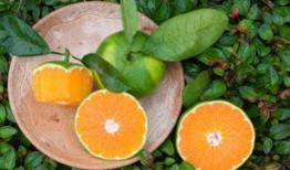 桔瓜宝宝可以吃吗,桔瓜宝宝适宜食用指南