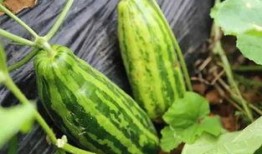 吃瓜也是瓜,揭秘“吃瓜群众”背后的瓜文化现象