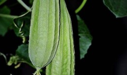 八棱瓜怎么吃,解锁美味新境界