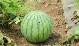 谁吃的瓜熟,谁吃的瓜熟，谁得甜果