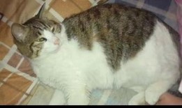 某猫吃瓜,揭秘娱乐圈幕后真相