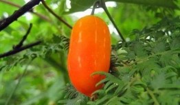 大瓢瓜怎么吃,探索美味新境界