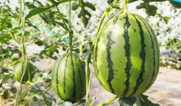 甜苏苏吃瓜,揭秘娱乐圈那些不为人知的幕后故事