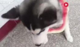 猫萌吃瓜视频,萌态百出，带你领略萌宠趣味时光