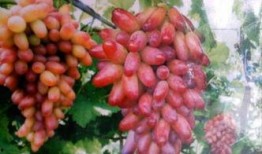 石榴吃瓜群众,揭秘网络热议背后的真相