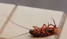 蟑螂带你吃瓜,一场别开生面的美食之旅