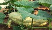 瓜叶可以吃,绿色餐桌上的健康之选