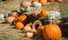 湖南安化吃瓜,瓜果飘香，品味传统美食文化之旅