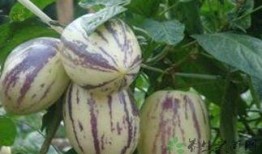 吃茄瓜的危害,揭秘食用不当的潜在风险