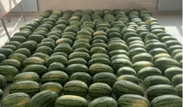 校园中的吃瓜,揭秘校园里的那些“瓜”