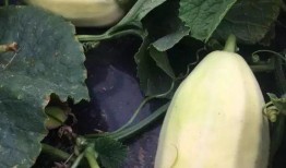 火瓜可以吃吗怎么吃,探索火瓜的食用技巧与佳肴