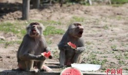 动物请吃瓜,一场别开生面的美食之旅