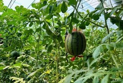 高效吃瓜,高效掌握娱乐圈动态