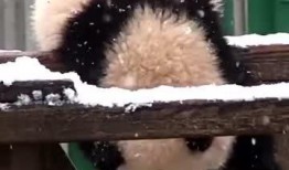 吃瓜小熊亚当,揭秘娱乐圈的甜蜜瓜田