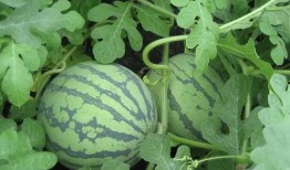 梦见树上摘了好多瓜吃瓜