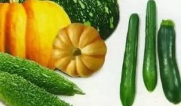 吃瓜箩,探寻民间美食的独特魅力