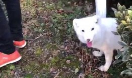 白狐和萨摩耶吃瓜,白狐与萨摩耶共享瓜果时光