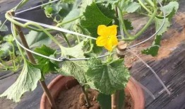 青州城西吃瓜,夏日消暑美食之旅