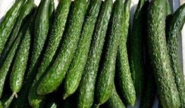 胶瓜减肥可以吃吗,健康饮食新选择，可行吗？