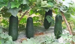 烧瓜不甜怎么吃,美味吃法大揭秘