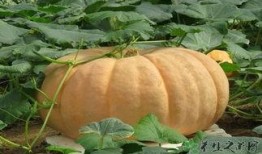 吃瓜容易胀气,轻松应对吃瓜胀气困扰