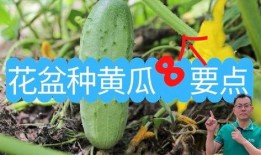 盆瓜可以吃吗,美味与观赏两相宜的盆栽选择