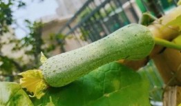 黄三万吃瓜,揭秘娱乐圈幕后真相