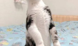 猫咪吃瓜趣事,猫咪的欢乐食趣时光