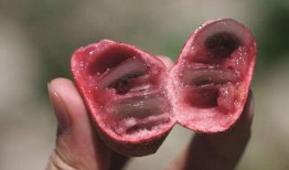 吃瓜馥木过敏,了解过敏源，守护健康生活